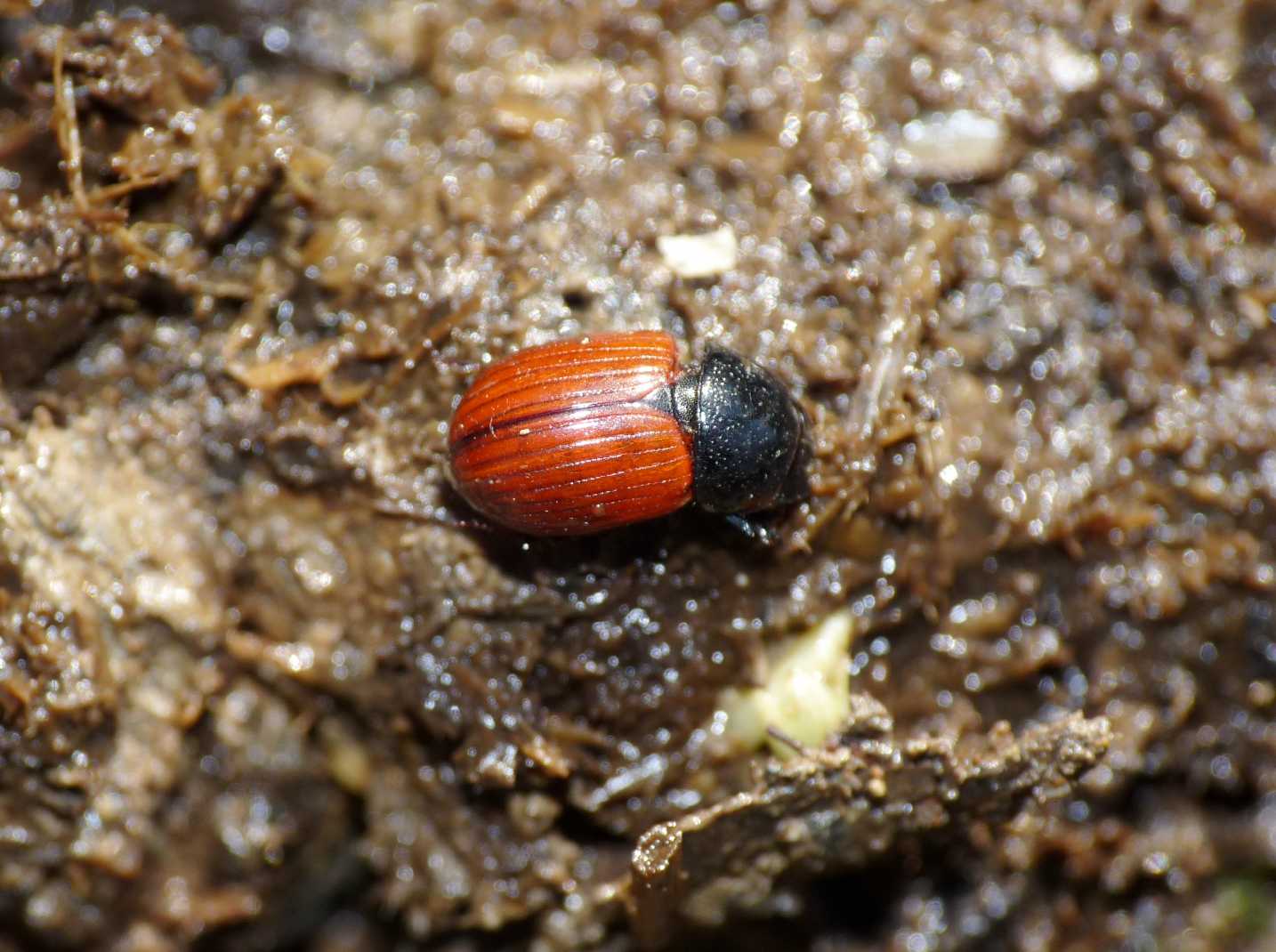 Aphodius (fimetarius oppure foetens)